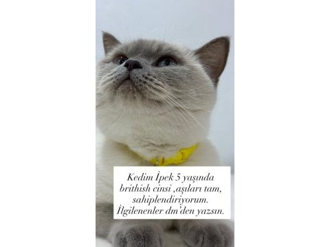 Ücretsiz sahiplendireceğim british shorthair kedisi