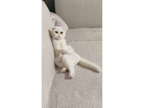 Acil sahiplendirilecek dişi scottish fold