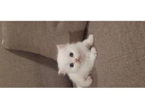 British shorthair erkek