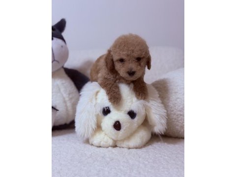 Mini toy poodle kore kan