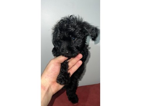 Dişi ve erkek siyah inci köpeklerimiz