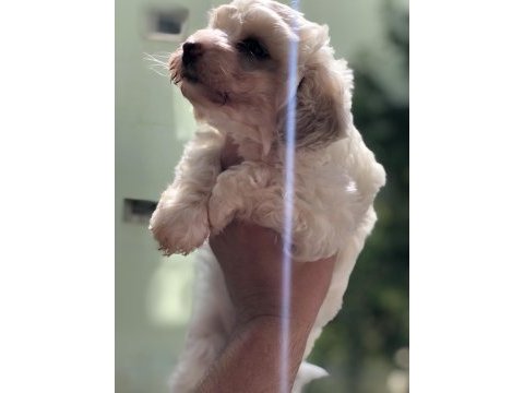 50 günlük terrier iç parazit yapıldı