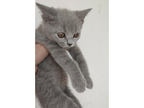 Safkan üretim british shorthair