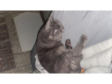 Sağlıklı ve çok uysal kedimiz kiko! açıklamayı okuyun