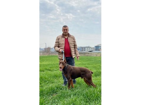 10 aylık kızıl doberman erkek
