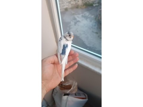 Yavrulu muhabbet takımlar ve yeni yeme düşmüş yavrular