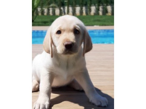 Küt burun şampanya rengi labrador yavruları 