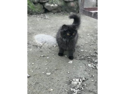 Scottish fold yavrusuna yuva arıyoruz