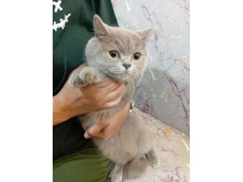 Dişi british shorthair