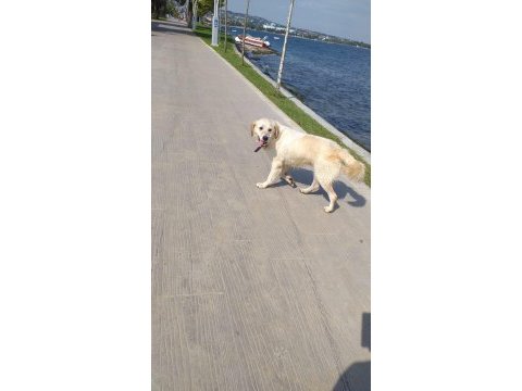 Beyaz dişi golden retriever