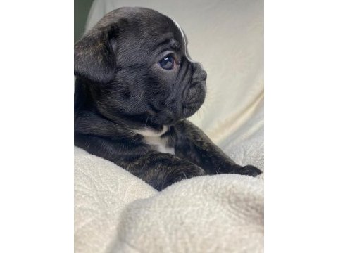 Yavru erkek french bulldog