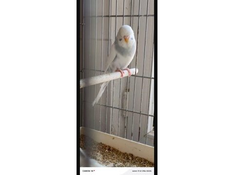 Muhabbet kuşlar taze taze çıtır çıtır yeni çıktılar