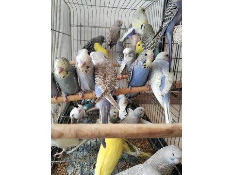 Yeni yeme düşmüş bebek muhabbetler jumbo çek ingiliz