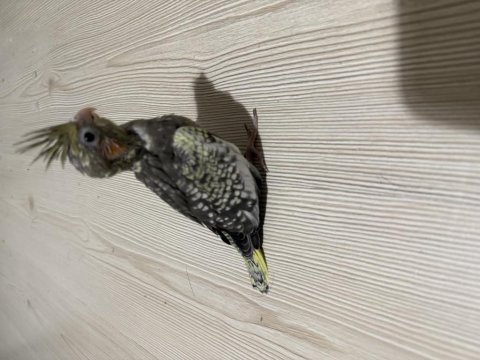 Grey sultan papağanı yavrusu