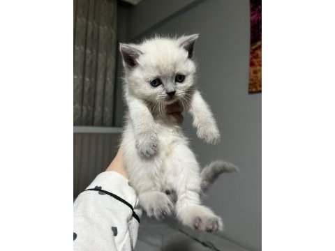 Point blue scottish fold bebekler