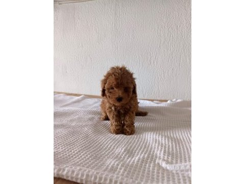 Üst kalite toy poodle bebeklerimiz