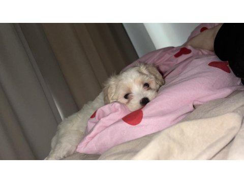 İstanbul içi sahiplendirilecek maltipoo