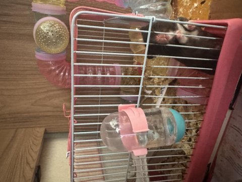 Dişi hamster