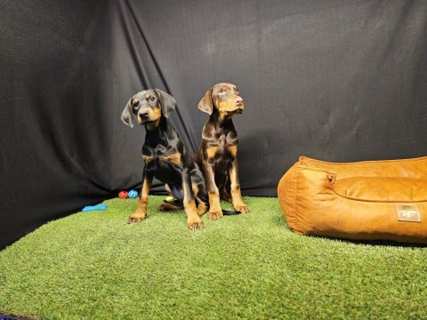 Club k9 güvencesiyle güçlü ve sadık doberman yavruları