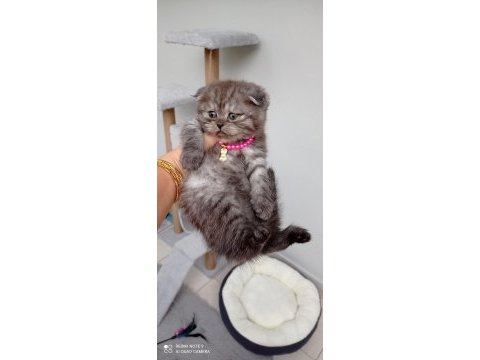 Safkan muhteşem huylu özel renk scottish fold yavrular