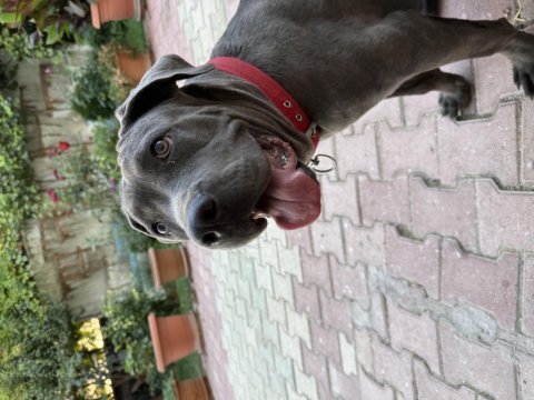 7.5 aylık dişi cane corso blue aşısı karnesi çipi tam