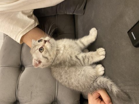Bir erkek bir dişi 2 aylık scottish fold yavrular