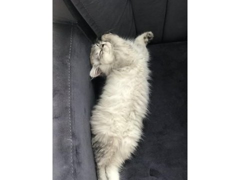 4 aylık erkek british longhair sahiplendirilecek