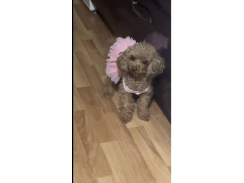 Safkan anne altından toy poodle bebekler