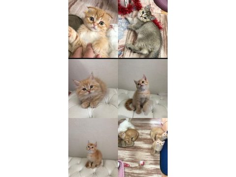Son british longhair bebeklerim ailesini arıyor