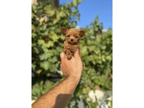 Kore toy poodle bebek köpeklerim