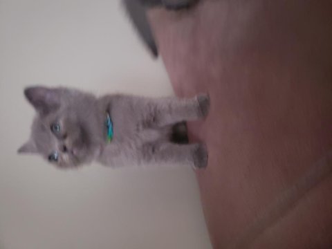 Safkan british ve scottish fold