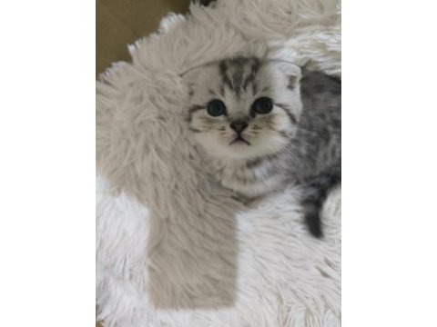 1.5 aylık scottish fold yavrularımız sahiplendirilecektir