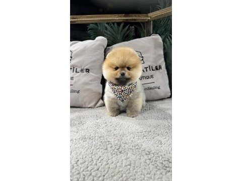 Irk ve sağlık garantili pomeranian boo yavrularımız