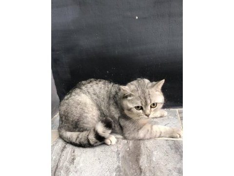 British silver point erkek british shorthair 1 yaşında