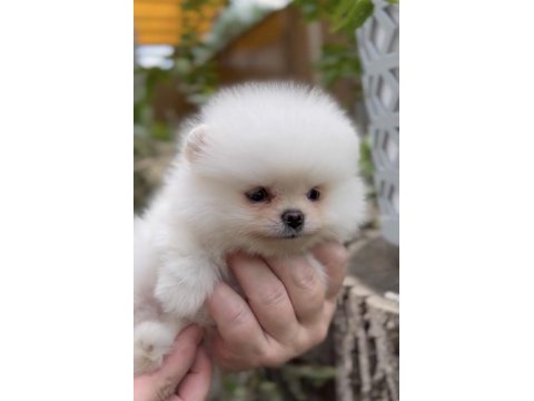 Mükemmel ayı surat pomeranian boo
