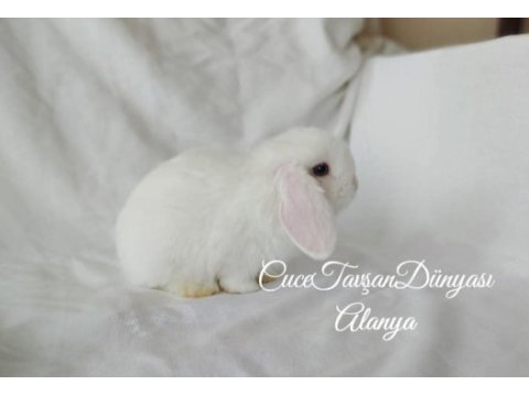 Cüce lop / miniatur lop cüce tavşan çiftliği alanya