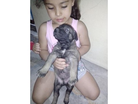 Safkan kangal