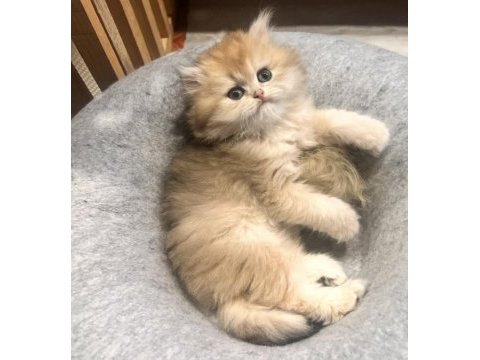 Saf kan golden british longhair (wcf kayıtlı)