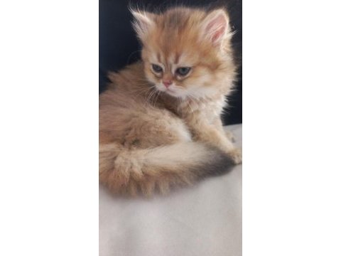 Golden n12 efsane british longhair güzellik