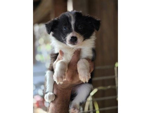 Border collie yavruları