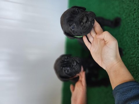 Corsotürkten dev dişi cane corso yavrular