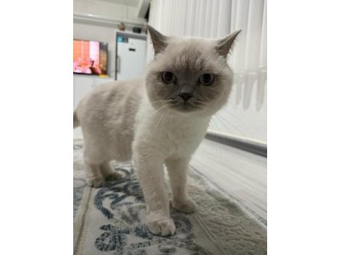 Sağlıklı 3 yaşında orjinal kısır kedim