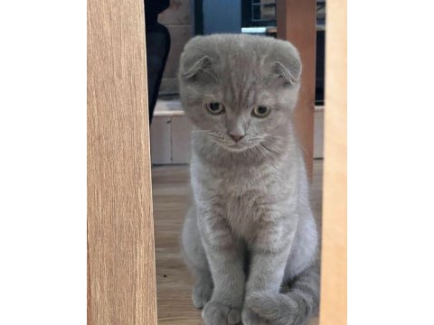 Scottish fold yavru çeşitler mevcuttur