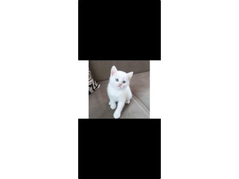 Orjinal safkan britishorthair yavrular