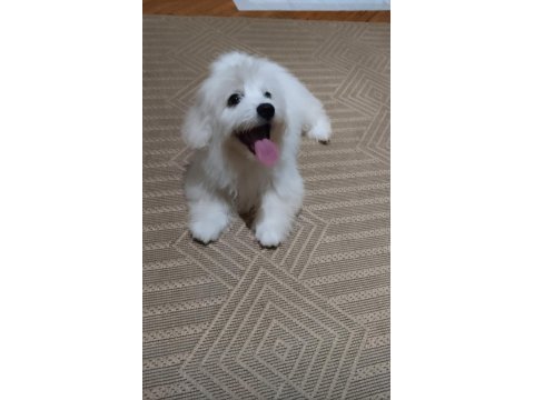 Acil maltese terrier 4 aylık