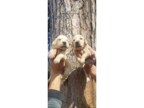 2 aylık golden retriever yavrularım