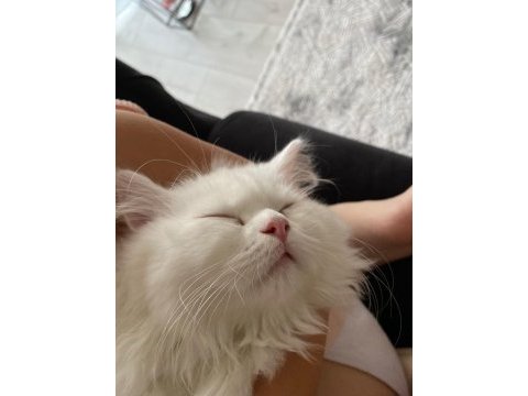 Sevimli british longhair yavru