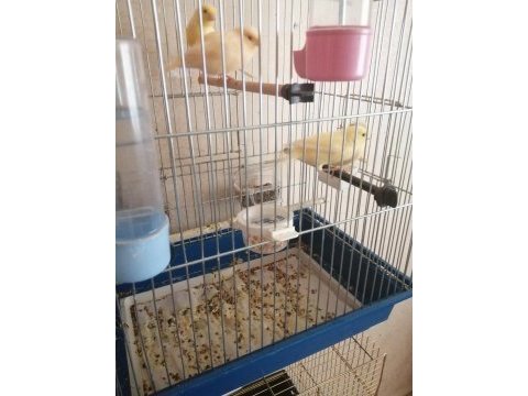 3 erkek 1 dişi genç kanarya