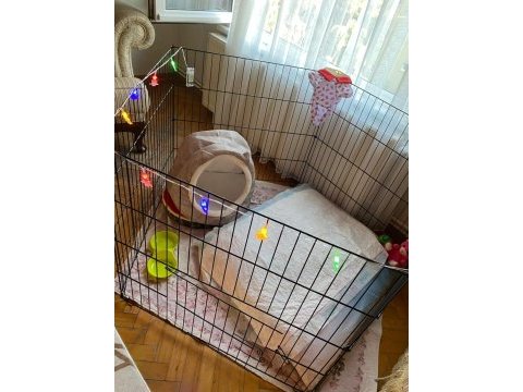 Üç aylık yavru yorkshire terrier