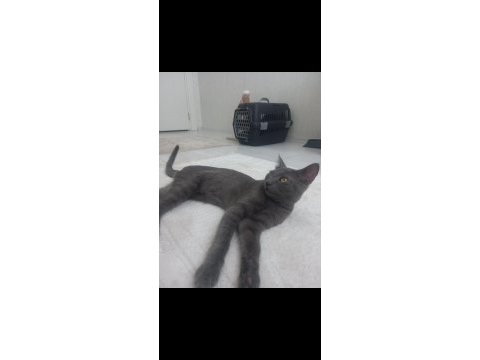Kedimiz mochi için ömürlük yuva aranıyor